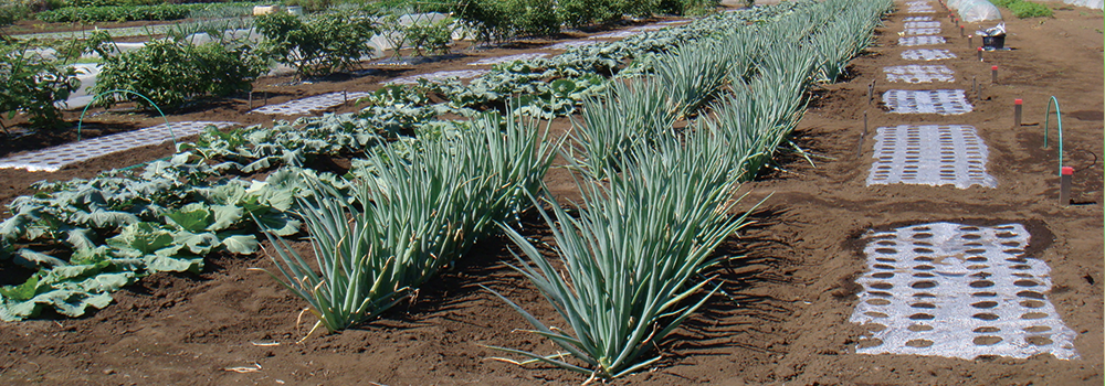 ぼくらの農園について